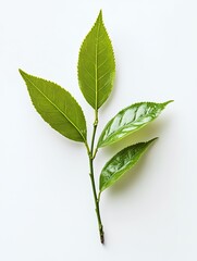 Fototapeta premium Fresh green tea leaves sprig on white.
