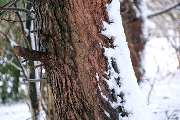 tree in the snow