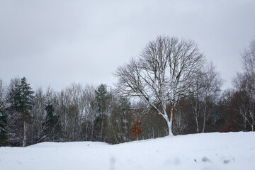 Fototapeta premium snow covered trees