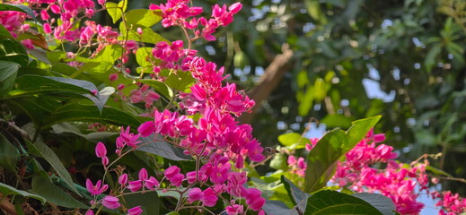 The Pink Mexican Creeper or Bee Bush has five sparse petals and yellow stamens to attract insects. Vines are light green and have tendrils help grip trees. Trees planted outdoors. A small pink flower.