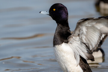 Tufted Duck