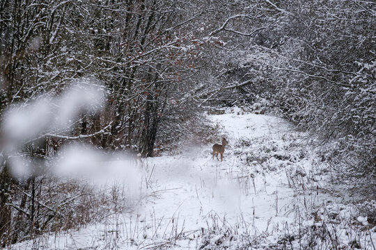 winter forest in the snow with deer