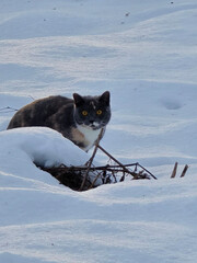 cat in snow