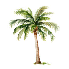 Obraz premium Minimalist Watercolor Painting of Tropical Palm Tree on White Background