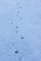 雪道に残る犬の足跡