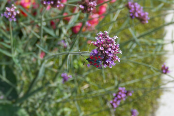 Six-spot Burnet (Zygaena filipendulae) moth sitting on a pink flower in Zurich, Switzerland