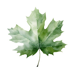 Fototapeta premium Minimalist Watercolor Sycamore Leaf on Isolated White Background