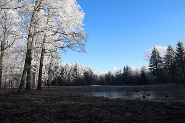Frosty morning. Trees are covered with frost