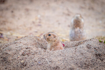 prairie dog in the sand