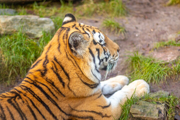 Resting siberian tiger