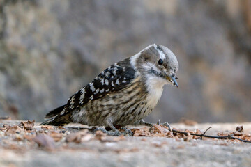Japanese Pygmy Woodpecker