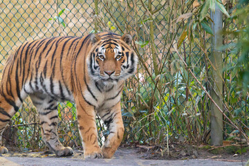 Tiger walking next to the fence