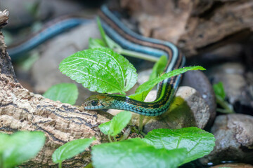 Garter snake on a tree