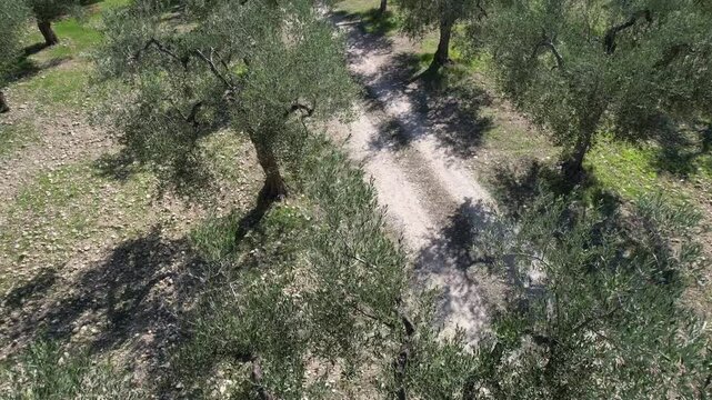 Piante di ulivo