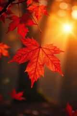 Amber hues of autumn sunset fade on the maple leaf, warm light, leaves, maple leaf