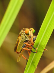 Rainbow robberfly got an insect as prey