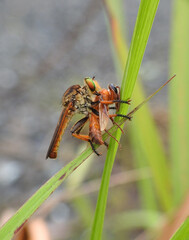 Rainbow robberfly got an insect as prey