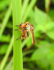 Rainbow robberfly got an insect as prey