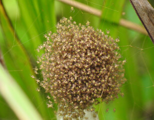 Hundreds or thousands of baby spiders