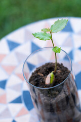 Holly seedling growing in glass on mosaic table
