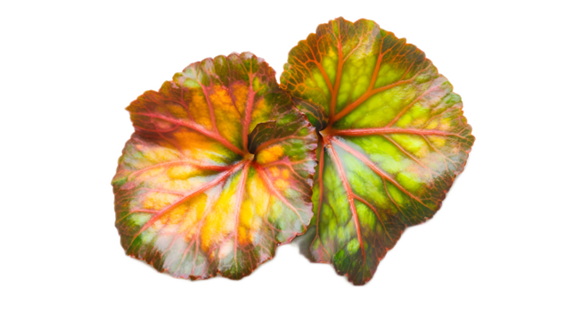 Colorful Leaf Arrangement with Vibrant Green and Orange Patterns
