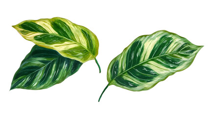 Illustrative Green Leaves with Variegated Patterns and Textures