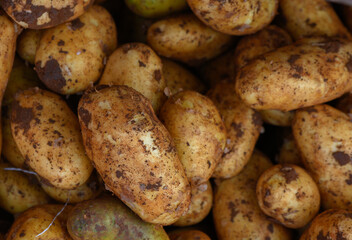 Harvesting fresh potatoes from the soil in a sunlit field during early autumn