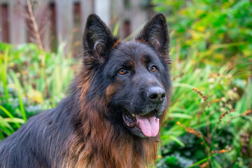 Beautiful long-haired German Shepherd enjoying a sunny day in a garden setting