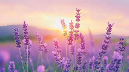 Fototapeta premium Lavender Flowers Blooming at Sunset in Field