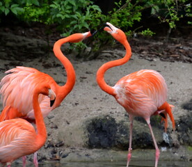 Flamant rose