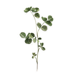 Obraz premium Delicate Green Plant Stem with Intricate Leaves Against White Background