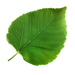 Obraz premium Close-up of a vibrant green leaf's intricate vein structure.