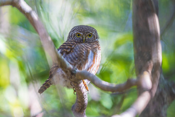 Taenioptynx brodiei bird perched on a branch.