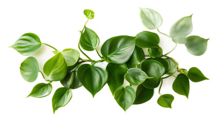 Lush Green Leaves of Philodendron Plant Isolated on White Background