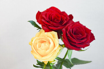 黄色と赤のばら