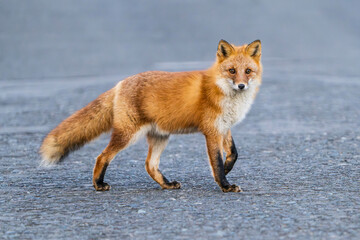 北海道のキタキツネ