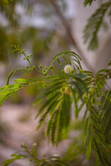 Mimoza Biała (Leucaena leucocephala - River Tamarind), egzotyczne drzewo lub krzew, drzewko Bonsai, białe kwiaty, tło lub tapeta do projektu © anettastar