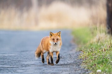 北海道のキタキツネ