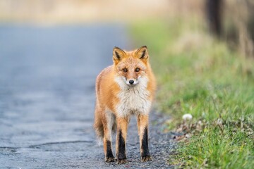 北海道のキタキツネ