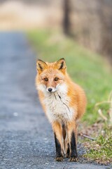 北海道のキタキツネ