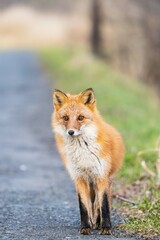 北海道のキタキツネ