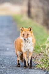 北海道のキタキツネ