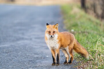 北海道のキタキツネ