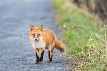 北海道のキタキツネ
