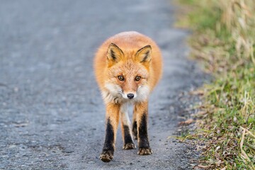 北海道のキタキツネ