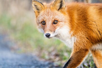 北海道のキタキツネ