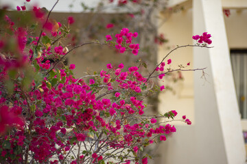 Egzotyczne czerwone i różowe kwiaty Bugenwilla, letni, kolorowy egzotyczny ogród, tropikalne pnącze z kwiatami, rozmyte tło, zbliżenie makro, dekoracja ogrodu, Tunezja, wyspa Djerba © anettastar