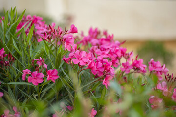 Oleander, egzotyczne różowe kwiaty, letni egzotyczny ogród, tropikalny krzew z różowymi kwiatami, rozmyte tło, zbliżenie makro, Tunezja, wyspa Djerba © anettastar