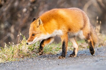北海道のキタキツネ