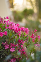 Oleander, egzotyczne różowe kwiaty, letni egzotyczny ogród, tropikalny krzew z różowymi kwiatami, rozmyte tło, zbliżenie makro, Tunezja, wyspa Djerba